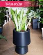 Duża Sansevieria Moonshine, Wielka Sansewieria  Moonshine