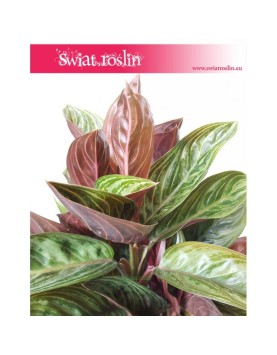 Aglaonema Chocolate, Aglonema Chocolate 2