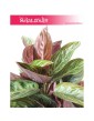 Aglaonema Chocolate, Aglonema Chocolate 2