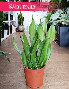 Duża Sansevieria Moonshine kup online internetowo wysyłka sklep , Wielka Sansewieria  Moonshine