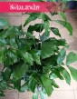 Caryota Mitis, Palma Orzechowa kub w sklepie internetowym online, Palma Rybi ogon