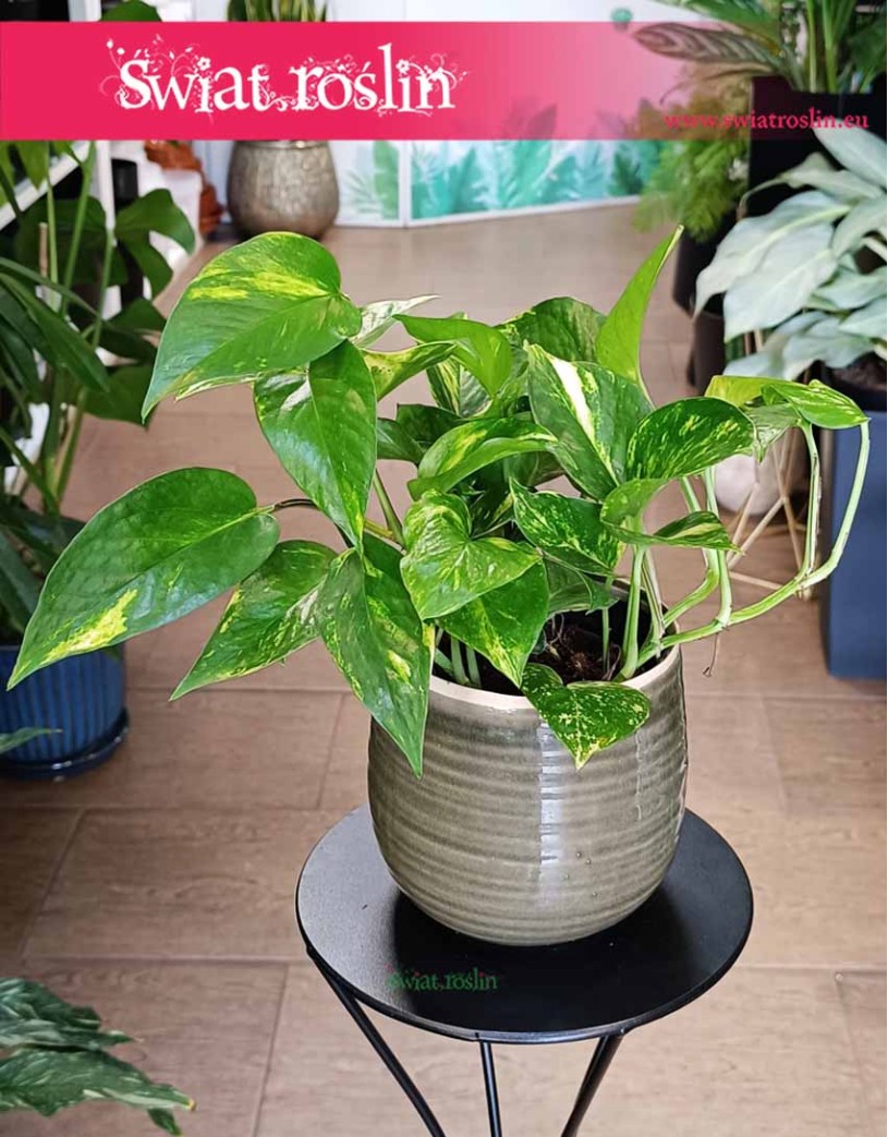 Scindapsus Aureum, Epipremnum Aureum, Epipremnum Złociste, Scindapsus złocisty, Ołustek