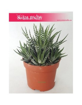 Haworsja Pasiasta, Haworthia Fasciata, Haworcja Pasiasta 3
