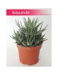 Haworsja Pasiasta, Haworthia Fasciata, Haworcja Pasiasta 3