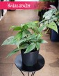 Scindapsus Cebu Blue, Monstera Cebu Blue, Epipremnum Cebu Blue,