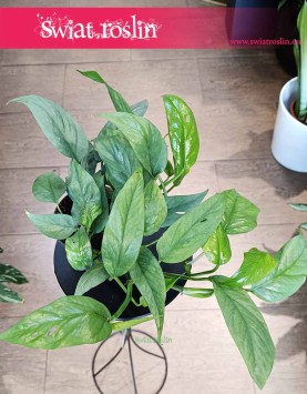 oczyszczający powietrze Scindapsus Cebu Blue kup online z wysyłką, Monstera Cebu Blue, Epipremnum Cebu Blue