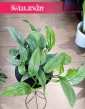 oczyszczający powietrze Scindapsus Cebu Blue kup online z wysyłką, Monstera Cebu Blue, Epipremnum Cebu Blue