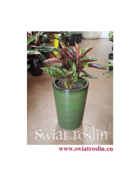 Aglaonema Chocolate, Aglonema Chocolate, Świat Roślin, rośliny doniczkowe, kraków rośliny, sklep z roślinami doniczkowymi