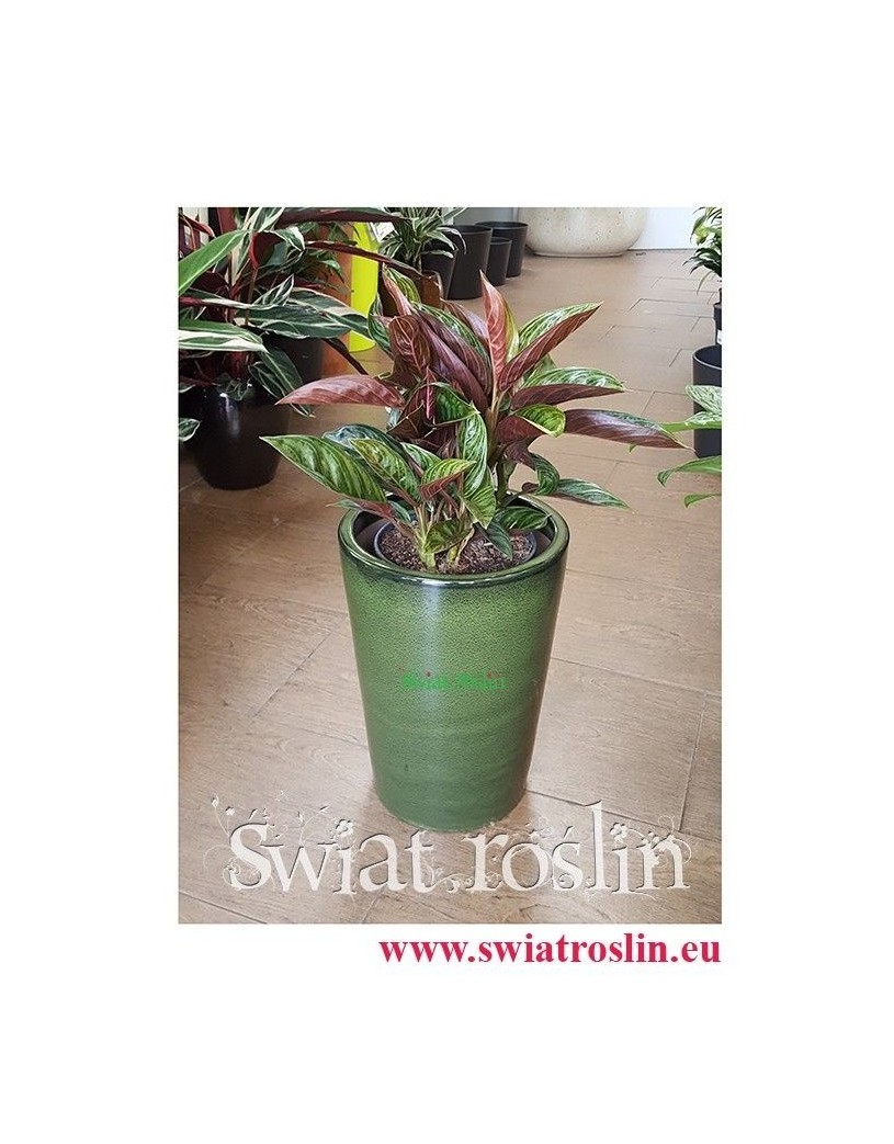 Aglaonema Chocolate, Aglonema Chocolate, Świat Roślin, rośliny doniczkowe, kraków rośliny, sklep z roślinami doniczkowymi