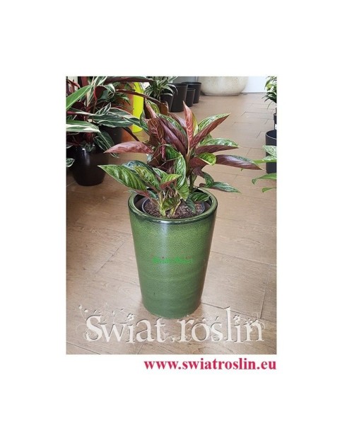 Aglaonema Chocolate, Aglonema Chocolate, Świat Roślin, rośliny doniczkowe, kraków rośliny, sklep z roślinami doniczkowymi