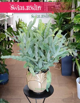 Phlebodium Aureum Blue Star, Flebodium Blue Star, Niebieska Paproć.