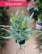 Niebieska Paproć, Flebodium Blue Star, Phlebodium Aureum Blue Star.