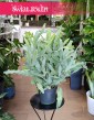 oczyszczająca powietrze paproć Phlebodium Aureum Blue Star do kupienia online, Flebodium Blue Star, Niebieska Paproć.