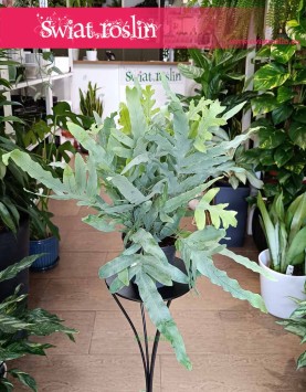 Phlebodium Aureum Blue Star najlepsza cena w sklepie internetowym online z dostawą, Flebodium Blue Star, Niebieska Paproć.