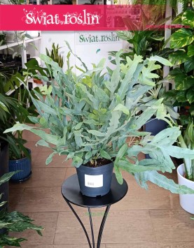 Phlebodium Aureum ‘Blue Star’ Flebodium - Niebieska Paproć