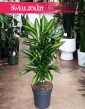 Dracena Wonna Cintho, Dracaena Fragrans Cintho, Dracena Wonna, rośliny sklep kraków, dracena Kraków