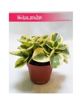 Peperomia Obtipan Bicolor, Pieprzówka, Peperomia Obtipan Variegata, Peperomia Obtipan 2