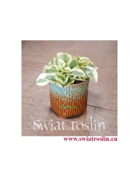 Peperomia Obtipan Bicolor, Pieprzówka, Peperomia Obtipan Variegata, Peperomia Obtipan, kwiaty doniczkowe