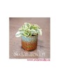 Peperomia Obtipan Bicolor, Pieprzówka, Peperomia Obtipan Variegata, Peperomia Obtipan, kwiaty doniczkowe