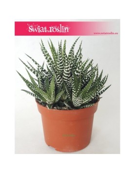Haworsja Pasiasta, Haworthia Fasciata, Haworcja Pasiasta 4