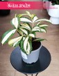 Dracena Milky Way kup w sklepie w Krakowie, Dracaena Milky Way, Dracena rozgałęziona Milky Way