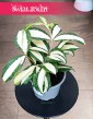 Dracena Milky Way kup w sklepie internetowym online z wysyłką , Dracaena Milky Way, Dracena rozgałęziona Milky Way
