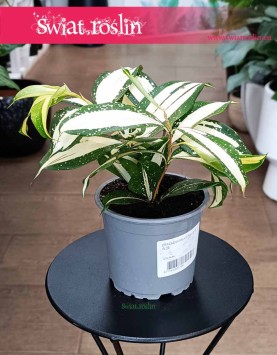 Dracena Milky Way, Dracaena Milky Way, Dracena rozgałęziona Milky Way kup online w sklepie z wysyłką do domu