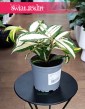Dracena Milky Way, Dracaena Milky Way, Dracena rozgałęziona Milky Way kup online w sklepie z wysyłką do domu