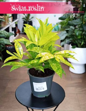 Dracena Surculosa Mike, Dracana Surculosa Mike do kupienie internetowo online z dostawą