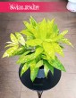 Dracena Surculosa Mike, Dracana Surculosa Mike kup w krakowie lub online z wysyłką pod drzwi