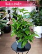 Dracena Surculosa, Dracaena Surculosa, Dracena rozgałęziona do kupienia online