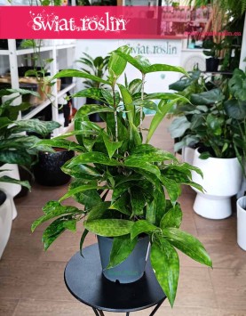 Dracena Surculosa do kupienia w sklepie online internetowym z dostawą, Dracaena Surculosa
