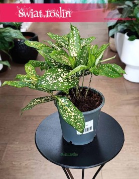 Dracena Surculosa Florida Beauty do kupienia w sklepie internetowym online, Dracaena Surculosa Florida Beauty