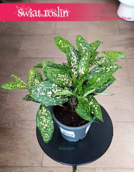 Dracena Surculosa Florida Beauty do kupienia z dostawą ze sklepu online, Dracaena Surculosa Florida Beauty