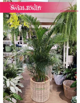 Wielka palma Areka Żółtawa, duża palma Areca Lutescens Dypsis