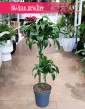 Dracena Wonna Dorado, Dracaena Fragrans Dorado, Dracena Wonna, popularne rośliny doniczkowe, sklep online