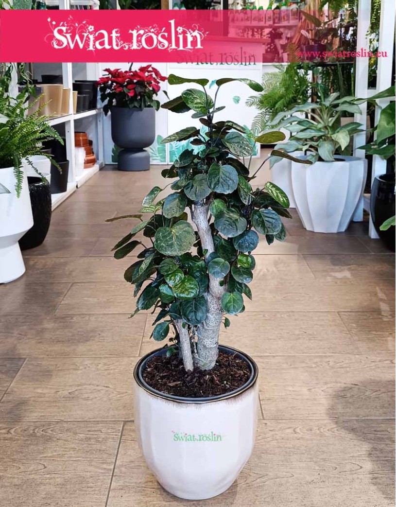 Duży Polyscias Fabian, Wielka Aralia Fabian