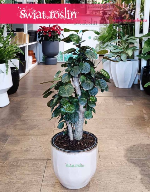 Duży Polyscias Fabian, Wielka Aralia Fabian