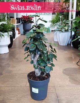 Wielki Polyscias Fabian, Duża Aralia Fabian piękny bonzai do domu do mieszkania do firmy