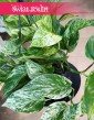 Wielki Scindapus Marble Queen do kupienia z dostawą, Duże Epipremnum Marble Queen
