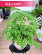Geranium, Geranium lecznicze, Anginka, Anginowiec, Pelargonia Pachnąca, Pelargonium Graveolens
