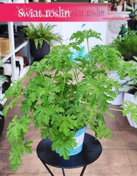 Geranium do kupienia z wysyłką do domu , Geranium lecznicze, Anginka, Pelargonia Pachnąca
