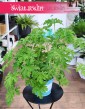 Geranium do kupienia z wysyłką do domu , Geranium lecznicze, Anginka, Pelargonia Pachnąca