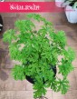 Geranium do w sklepie w Krakowie , Geranium lecznicze, Anginka, Pelargonia Pachnąca