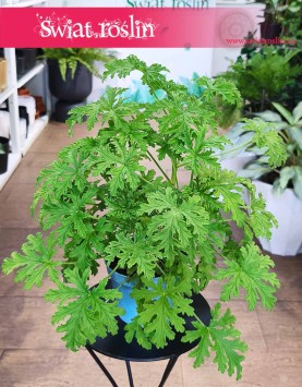 Geranium lecznicze, Anginka, Geranium, Anginowiec, Pelargonia Pachnąca