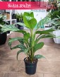 Aglaonema Stripes kup internetowo online z dostawą lub w Krakowie stacjonarnie, Aglonema Stripes