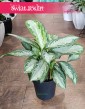 Duża Aglonema Silver Bay kup w sklepie w Krakowie z wysyłką do domu, Wielka Aglaonema Silver Bay