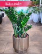 Duży Zamiokulkas Zenzi, Wielki Zamioculcas Zenzi