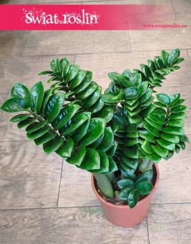 Duży Zamiokulkas Zenzi do kupienia online, Wielki Zamioculcas Zenzi