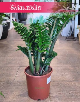Duży Zamiokulkas Zenzi do kupienia z dostawą do domu lub biura, Wielki Zamioculcas Zenzi